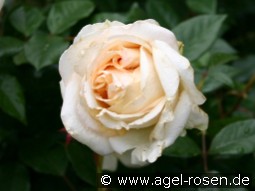 My Girl kaufen, clicken für mehr Details My Girl