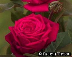 Noblesse kaufen, clicken für mehr Details Noblesse