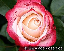 Nostalgie kaufen, clicken für mehr Details Nostalgie