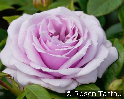 Pacific Blue kaufen, clicken für mehr Details Pacific Blue