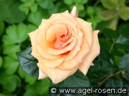 Paco Rabanne kaufen, clicken für mehr Details Paco Rabanne