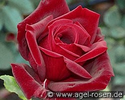 Papa Meilland kaufen, clicken für mehr Details Papa Meilland