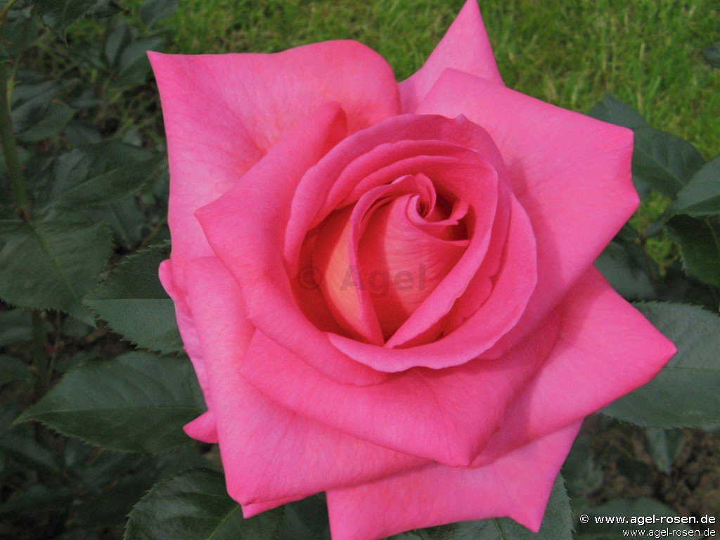 Rose ‘Parfum Royal‘ (wurzelnackte Rose)