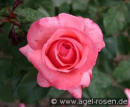 Pariser Charme kaufen, clicken für mehr Details Pariser Charme