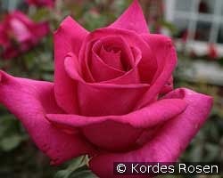 Parole kaufen, clicken für mehr Details Parole