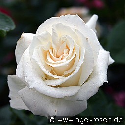 Pascali kaufen, clicken für mehr Details Pascali