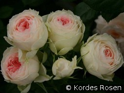 Pashmina - Pompon Flower Circus kaufen, clicken für mehr Details Pashmina - Pompon Flower Circus