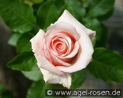 Paul Ricard kaufen, clicken für mehr Details Paul Ricard