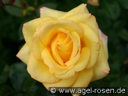 Peer Gynt kaufen, clicken für mehr Details Peer Gynt