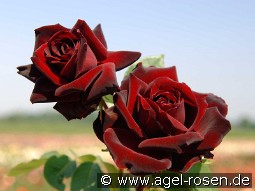 Perle Noire kaufen, clicken für mehr Details Perle Noire