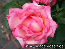 Permoser kaufen, clicken für mehr Details Permoser