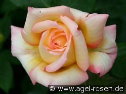 Philippe Noiret kaufen, clicken für mehr Details Philippe Noiret