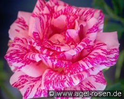 Pink Intuition kaufen, clicken für mehr Details Pink Intuition