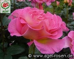 Pink Paradise kaufen, clicken für mehr Details Pink Paradise