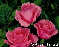 Piroschka kaufen, clicken für mehr Details Piroschka