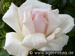 Poker kaufen, clicken für mehr Details Poker