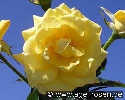 President Armand Zinsch kaufen, clicken für mehr Details President Armand Zinsch