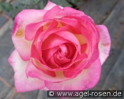 Princess de Monaco kaufen, clicken für mehr Details Princess de Monaco