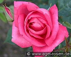 Professor Knöll kaufen, clicken für mehr Details Professor Knöll