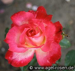 Profil kaufen, clicken für mehr Details Profil