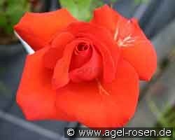 Rakete kaufen, clicken für mehr Details Rakete