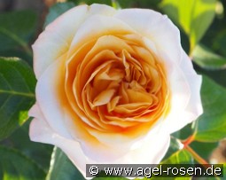 Rallye des Gazelles kaufen, clicken für mehr Details Rallye des Gazelles