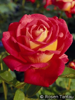 Rebecca kaufen, clicken für mehr Details Rebecca