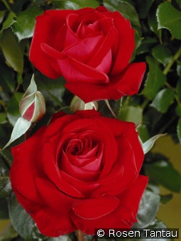 Red Brokat kaufen, clicken für mehr Details Red Brokat