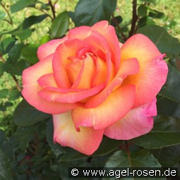 Roberto Alagna kaufen, clicken für mehr Details Roberto Alagna