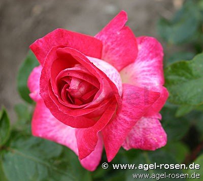 Rose ‘Rose Gaujard‘ (2-Liter Topf)