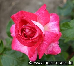 Rose Gaujard kaufen, clicken für mehr Details Rose Gaujard