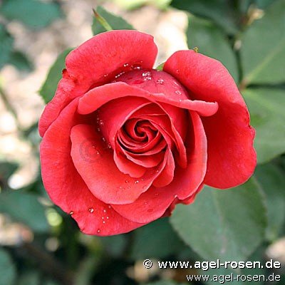Rose ‘Roter Stern‘ (3-Liter Topf)