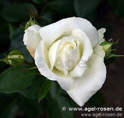 Rose ‘Roy Black‘ (Halbstamm (~65cm), wurzelnackt)