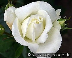 Roy Black kaufen, clicken für mehr Details Roy Black