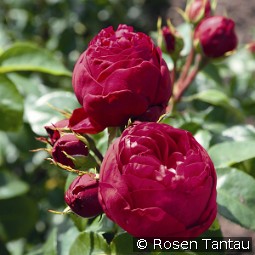 Royal Piano kaufen, clicken für mehr Details Royal Piano