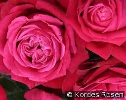 Ruby Kiss kaufen, clicken für mehr Details Ruby Kiss