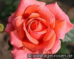 Salut kaufen, clicken für mehr Details Salut