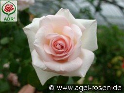 Schloß Ippenburg kaufen, clicken für mehr Details Schloß Ippenburg