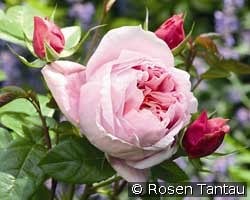 Schöne Maid kaufen, clicken für mehr Details Schöne Maid