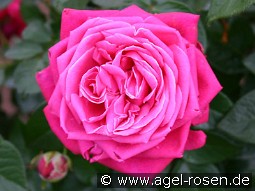 Senteur Royale kaufen, clicken für mehr Details Senteur Royale