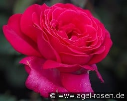 Sexy Parfumella kaufen, clicken für mehr Details Sexy Parfumella