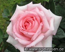 Shirley kaufen, clicken für mehr Details Shirley