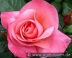 Silver Jubilee kaufen, clicken für mehr Details Silver Jubilee