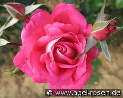 Smara kaufen, clicken für mehr Details Smara