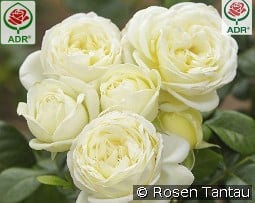 Solo kaufen, clicken für mehr Details Solo