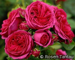 Sophie Luise kaufen, clicken für mehr Details Sophie Luise