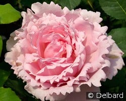 Sophie Rochas kaufen, clicken für mehr Details Sophie Rochas