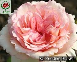 Souvenir de Baden Baden kaufen, clicken für mehr Details Souvenir de Baden Baden