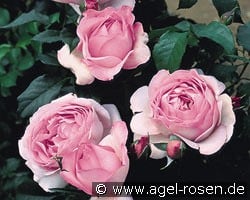 Souvenir de Louis Amade kaufen, clicken für mehr Details Souvenir de Louis Amade