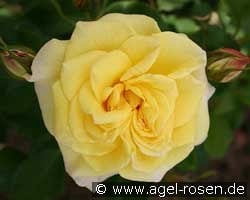 Sterntaler kaufen, clicken für mehr Details Sterntaler